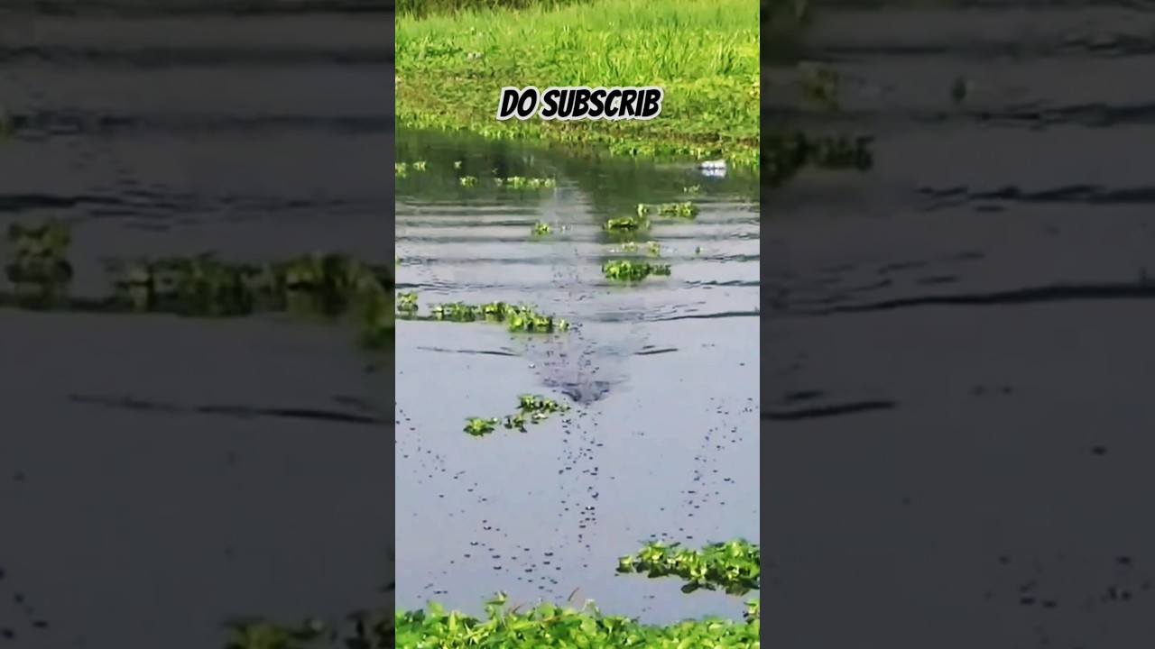 Best Action Frog lure for Snakehead Fishing||Jabardast💥Mendak🐸Maral machali Shikar ke liye #fishing