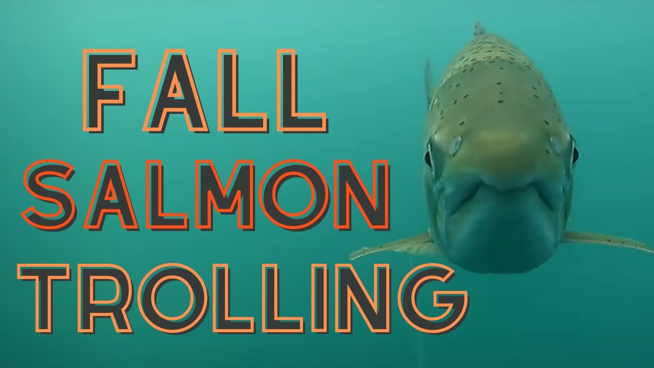 Fall Salmon Trolling - Lake Superior Pre Spawn salmon fishing | Underwater footage