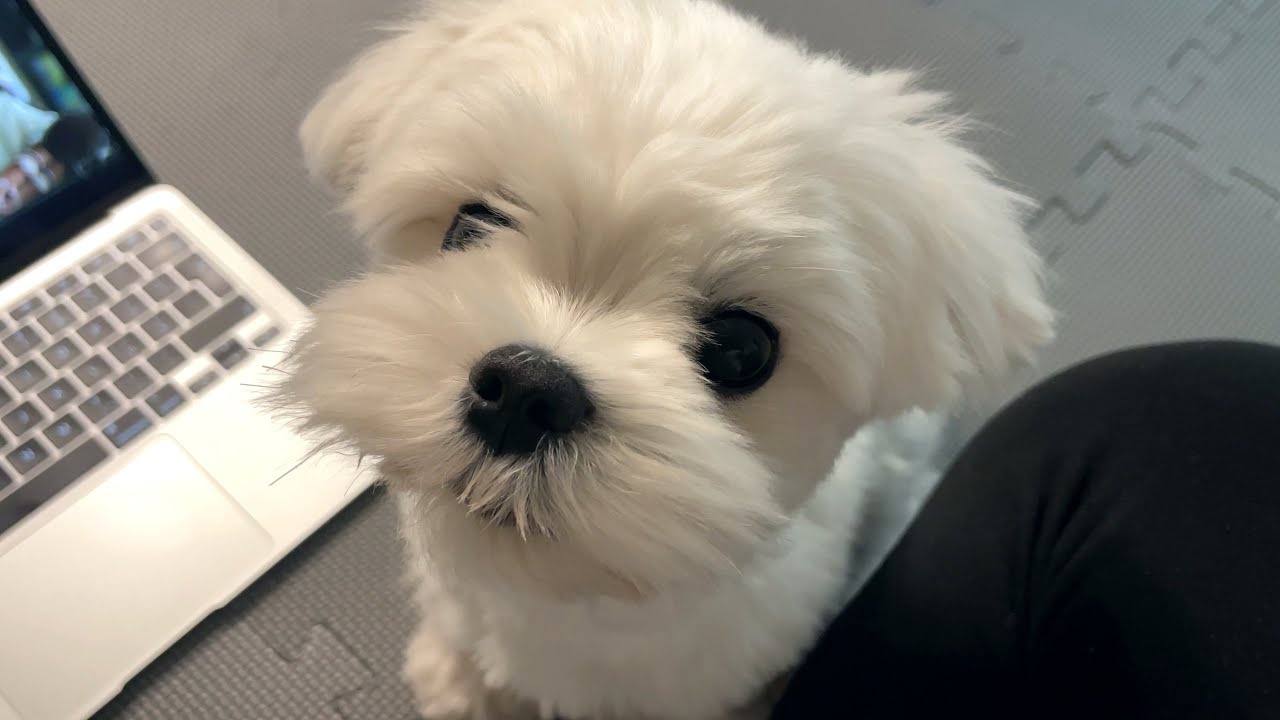 How to prepare your home for a dog? ❤️ YOUR DOG WILL LOVE YOU FOR THIS