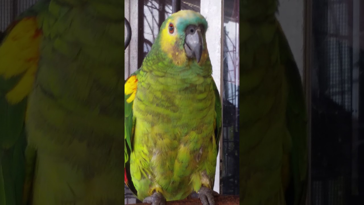 LORO HABLADOR