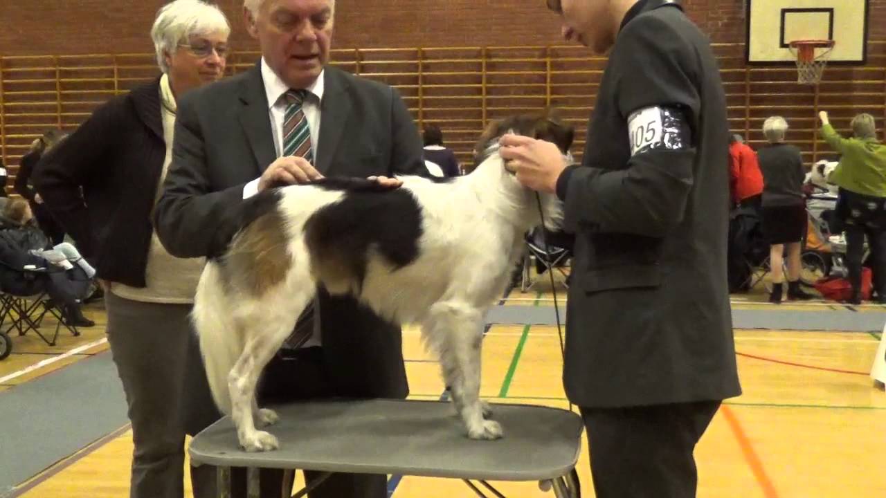 Kromfohrl&auml;nder Caius vom Glatten Kiesel udstilling Middelfart