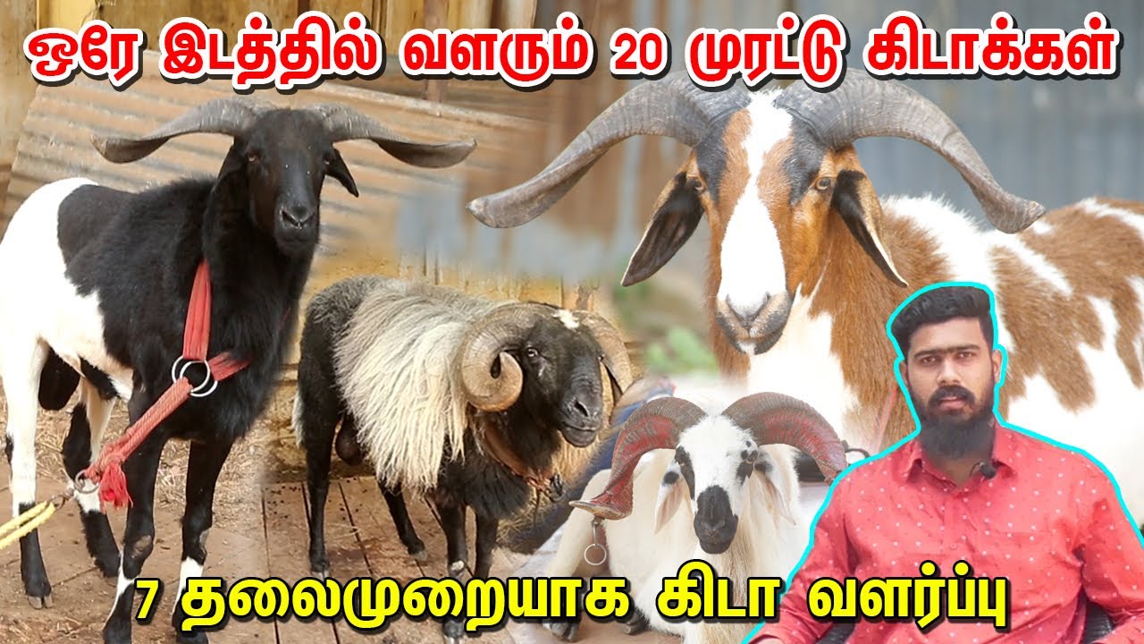 ஒரே இடத்தில் வளரும் 20 கிடாக்கள்... 7 தலைமுறையாக கிடா வளர்ப்பு...