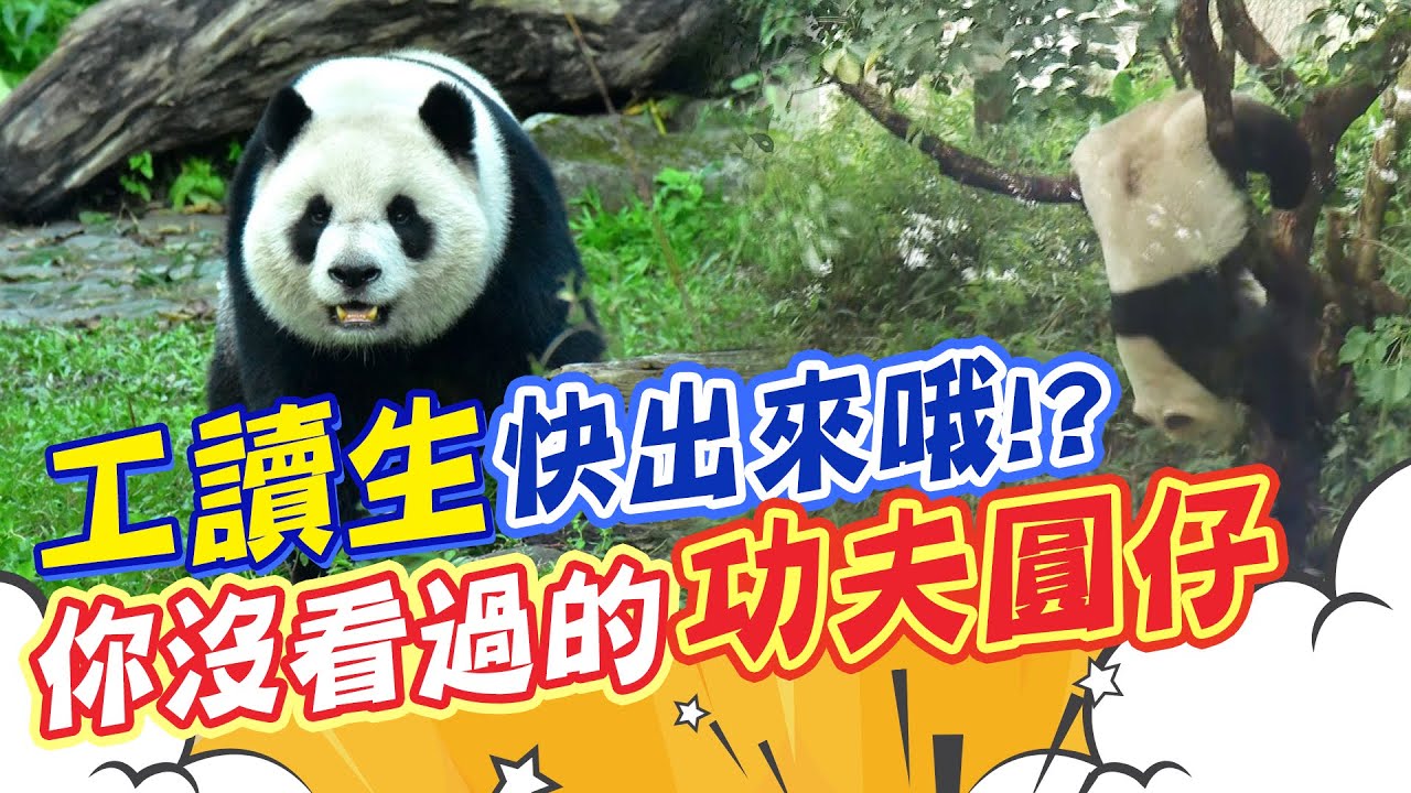 【整點精華】20210212 這不是「工讀生」? 翻滾.爬樹「功夫圓仔」超萌拜年
