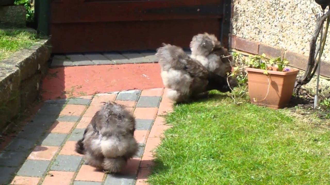 Our Silkies!