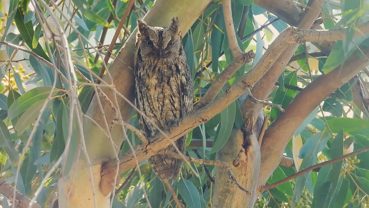Vogels kijken op Lesbos