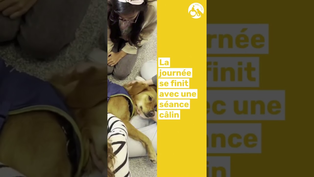 #Portrait : SAMBA, chien d'assistance à la réussite scolaire
