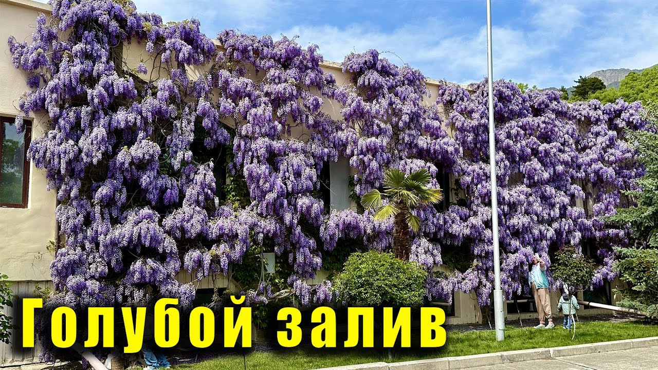 КРЫМ - НЕВЕРОЯТНАЯ КРАСОТА в конце этого видео. Глициния. Посёлок Симеиз.
