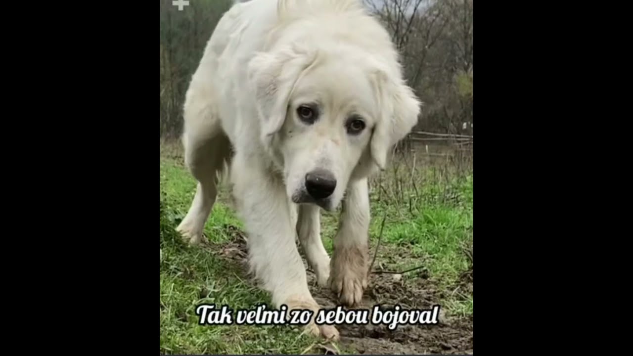 Trpezlivosť ruže prináša!Čuvač Zatúlany😢🇸🇰 Psia plachosť