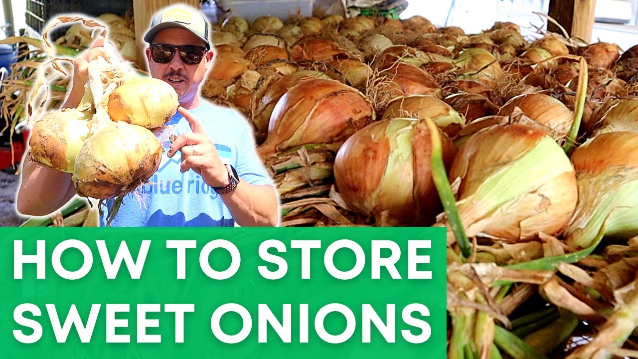Where Will We Put All These Onions?!