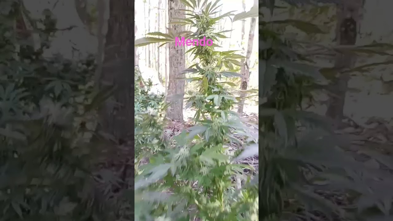 #lesslethal #cannabisdaily #airgun #camping #tacfam #cannabiseducation #hatsan#weednerd