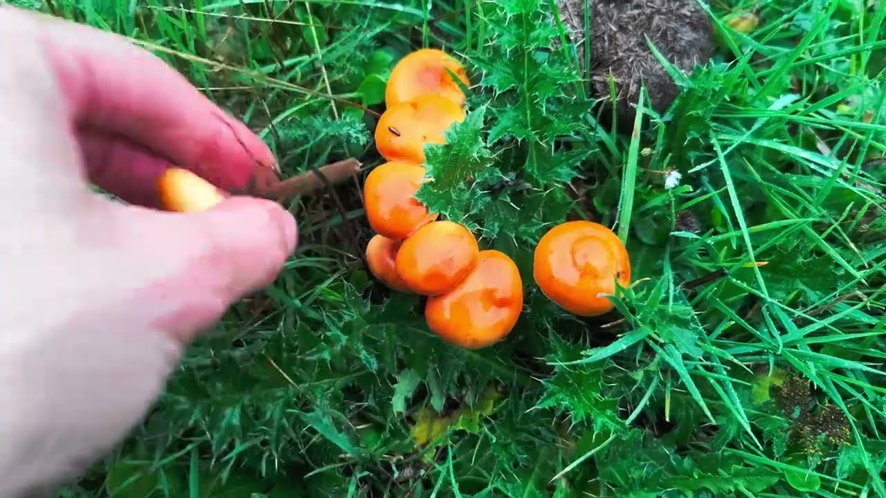 Recolección y cosecha de enoki silvestre. Flammulina velutipes. Seta de invierno que vale oro