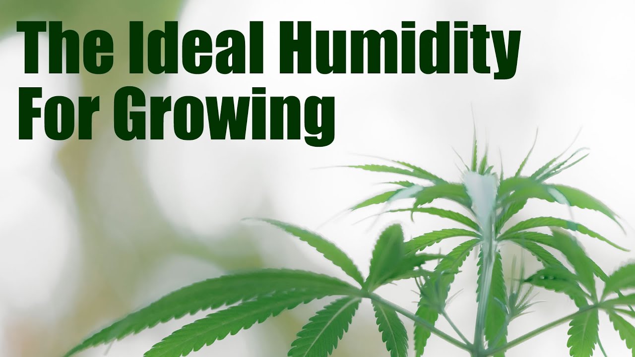 Indoor Grow Basics: Understanding and Adjusting Humidity