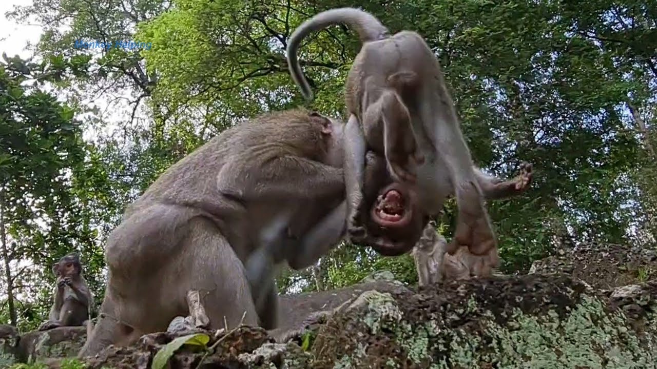 Look very pity, Crazy Monkey fight so bad coz for food