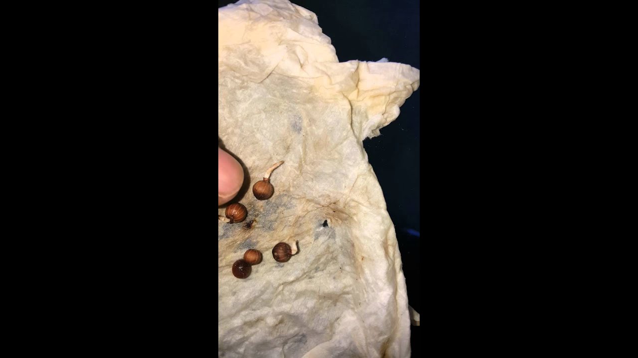 How to grow black pepper from seeds new update
