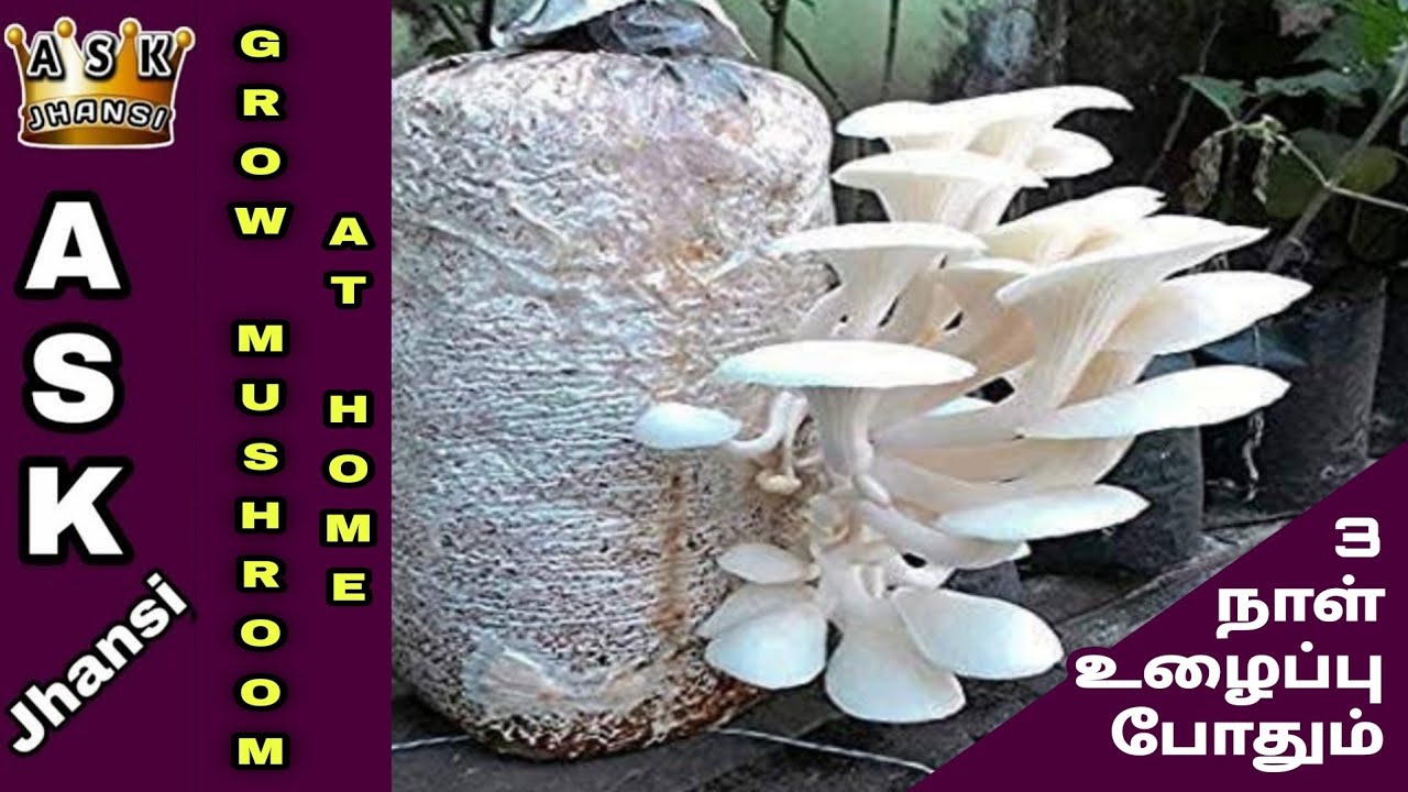 வீட்டிலேயே ஈஸியா காளான் வளர்க்கலாம்... காளான் வளர்ப்பு முறை | How to Grow Mushroom at Home Easily