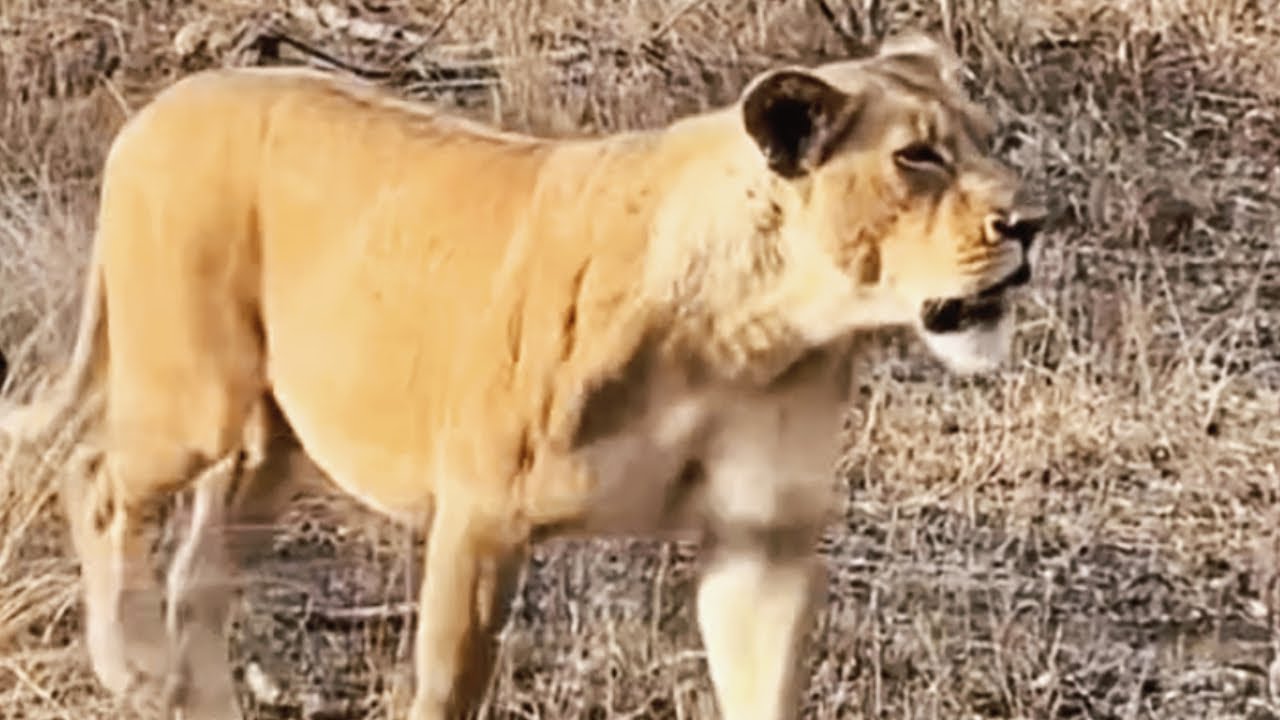 Poor Tsalala Lioness Returned to Lone Living after Loosing her 3 Cubs | Her Roar Sounds Lonely