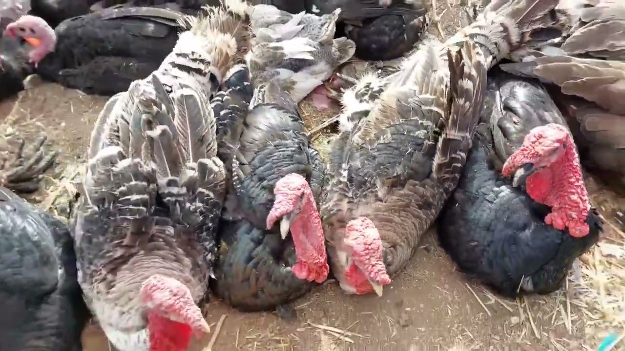 اثمنة الدجاج البلدي والحجل وبيبي وقنية والاوز والحمام من سوق السبيت تيط مليل الدارالبيضاء