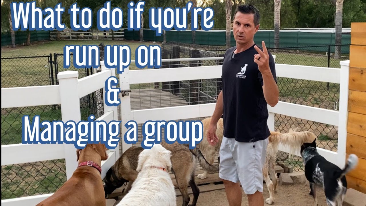 What to do if an off leash dog runs up to you on a walk & I stop a near fight with the group.
