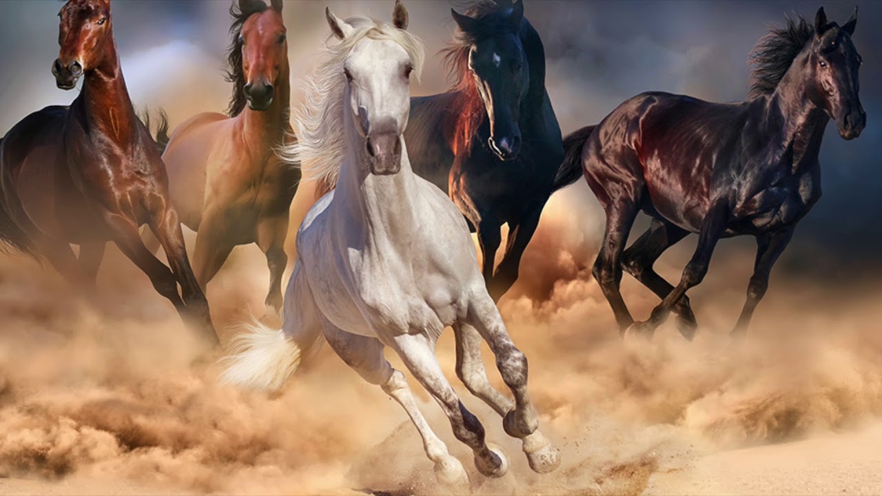 Racing Horses Background Music新赛马伴奏