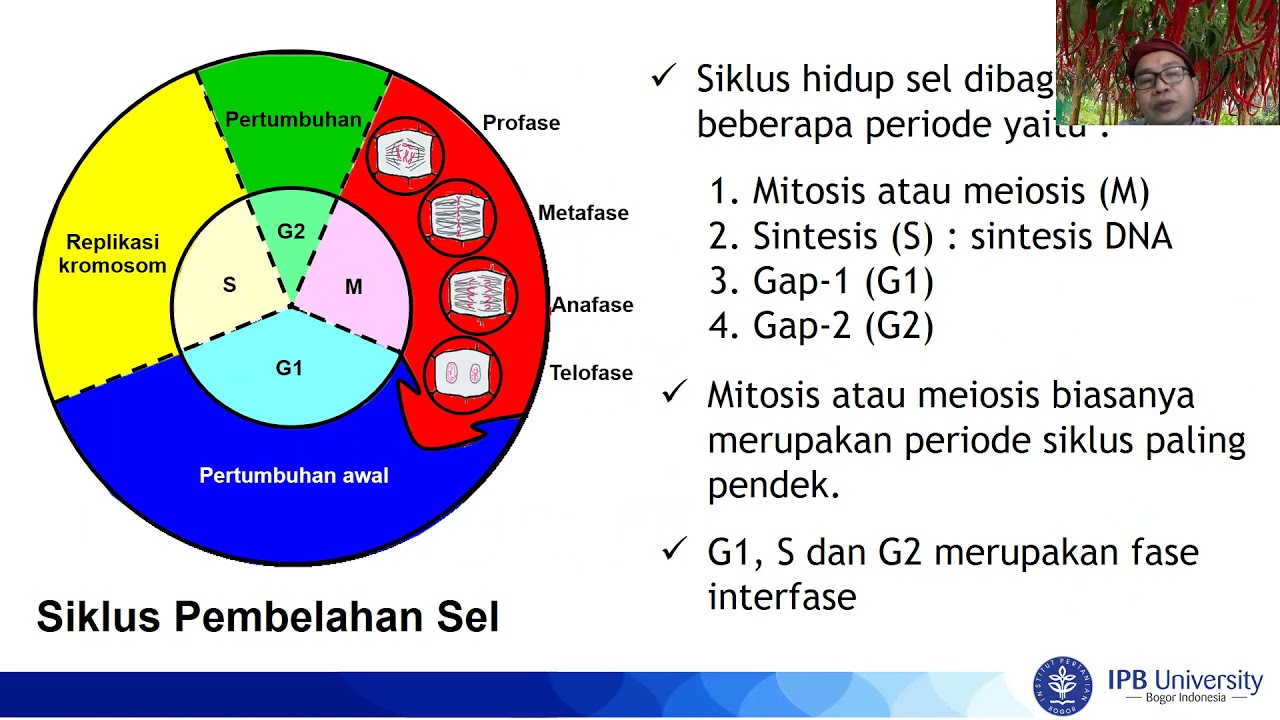Kuliah Sitogenetika Tanaman (PBT 614) 2021: analisis mitosis