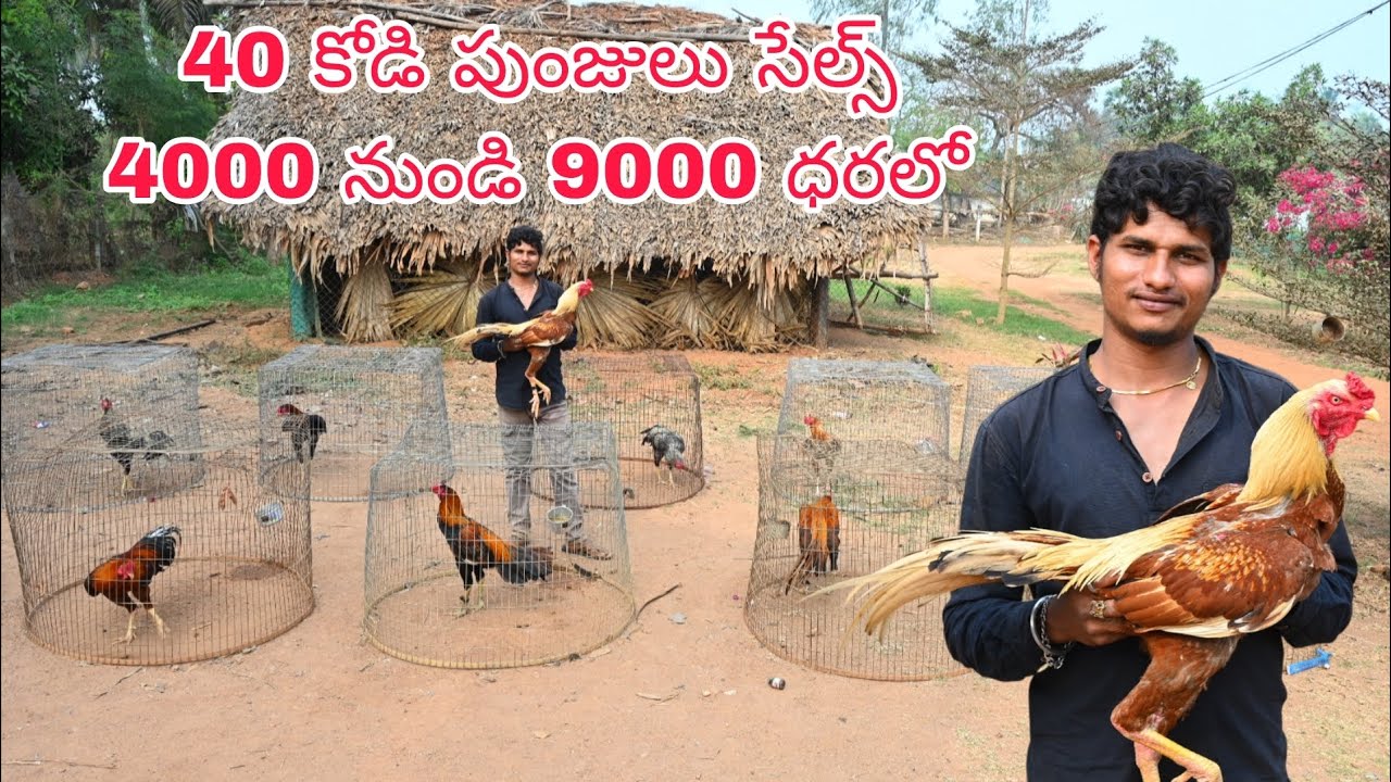 9100371557 ఓన్లీ వాట్సాప్ చాట్ ట్రాన్స్పోర్ట్ సదుపాయము ఉంది రాజమండ్రి.3/1/2026