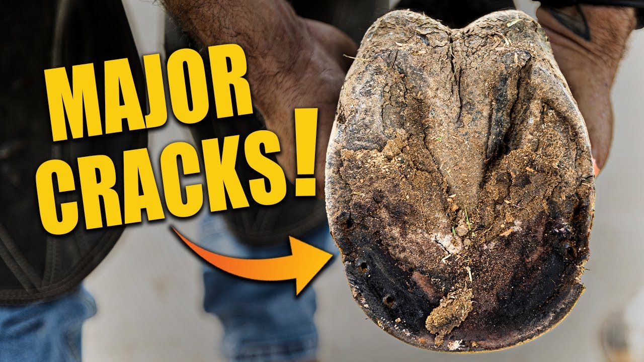 Extreme Hoof Cracks! Full Farrier Repair & Transformation