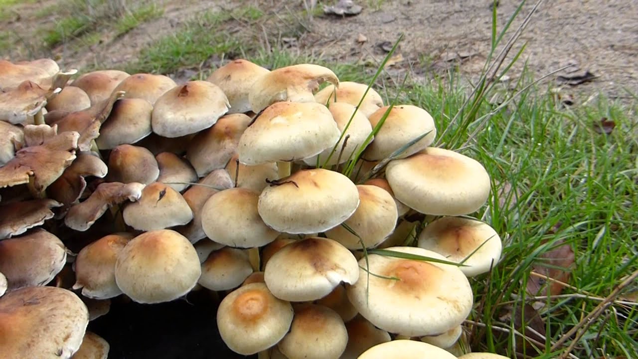 Sulphur tuft mushrooms - Villtir sveppir - Villisveppir - Sk&oacute;garsveppur