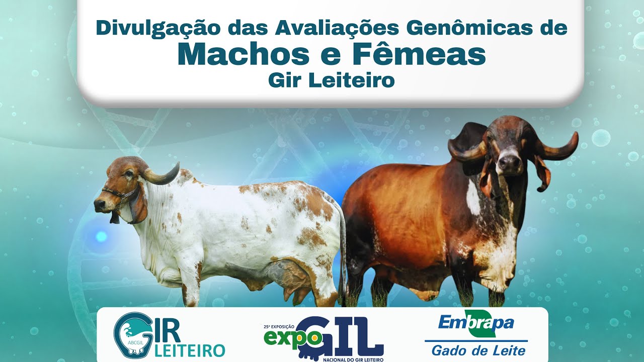 Divulgação das Avaliações Genômicas de Machos e Fêmeas Gir Leiteiro 2025