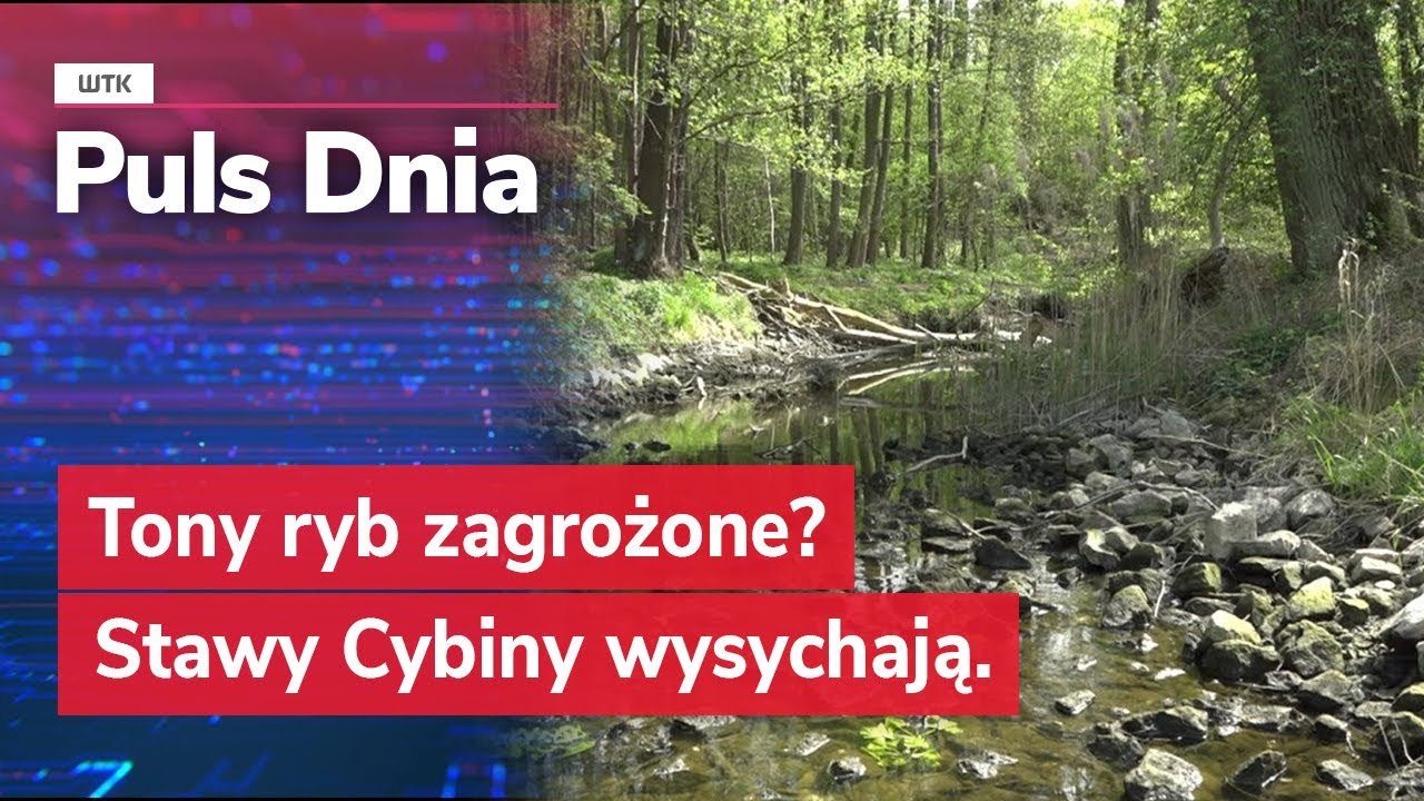 Tony ryb zagrożone? Stawy Cybiny wysychają