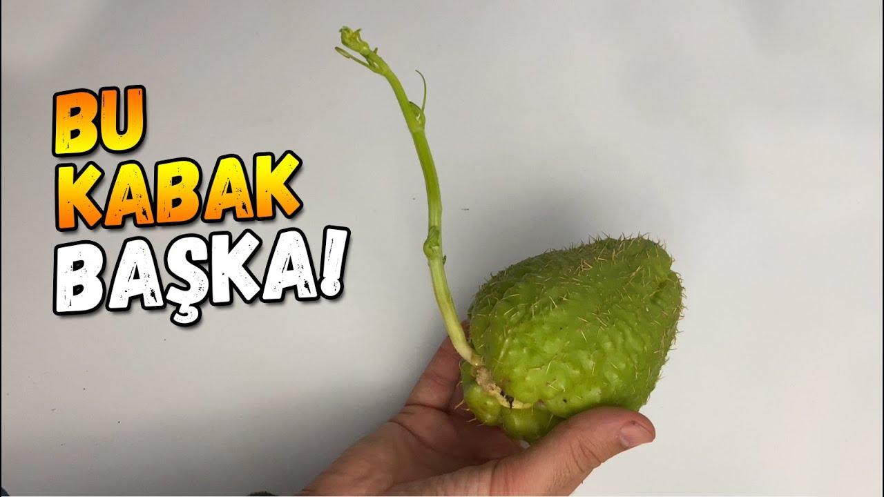 Методы и советы по проращиванию колючей тыквы!