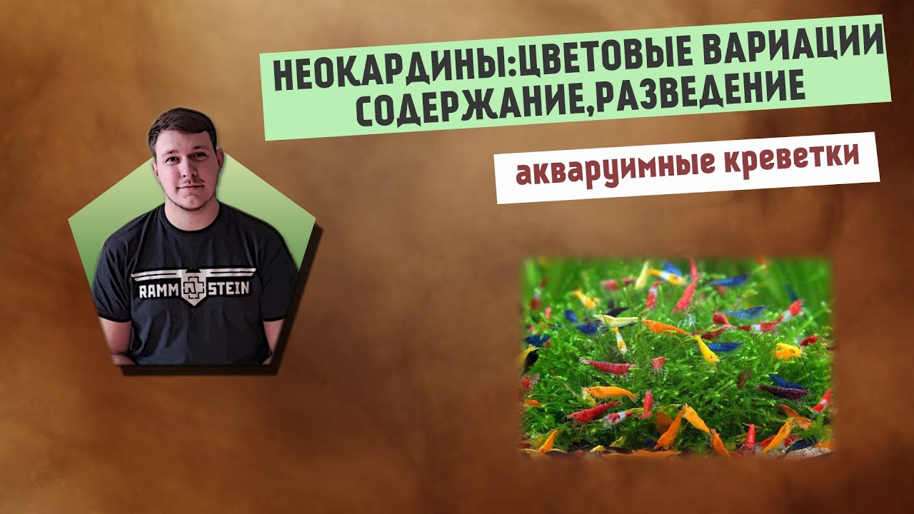 Аквариумные креветки неокардины: цветовые вариации,содержание,размножение