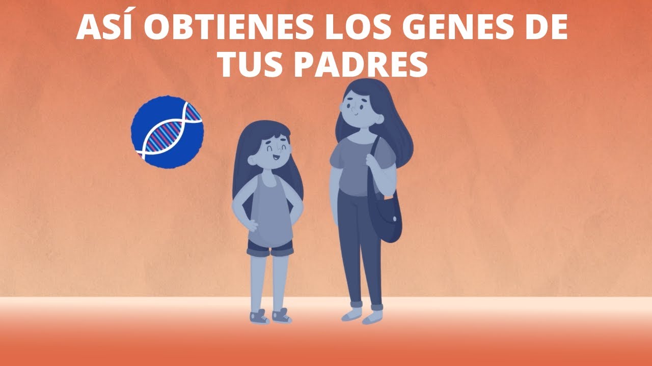 ¿Qué es la meiosis?