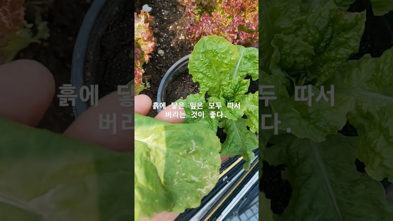 잎굴파리 생태를 좀 살펴보고, 근원지를 없애야겠다.