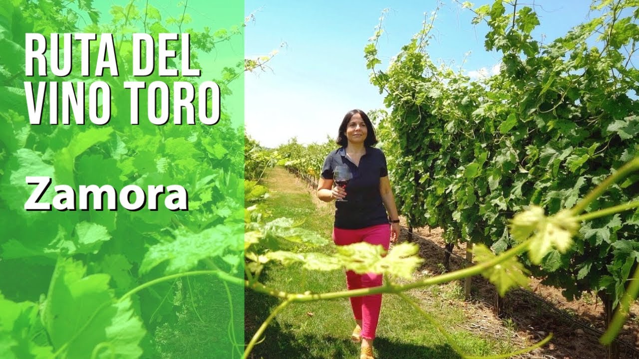 Ruta del vino de TORO, Zamora / Turismo bodegas gastronom&iacute;a. Mejores sitios y lugares para visitar