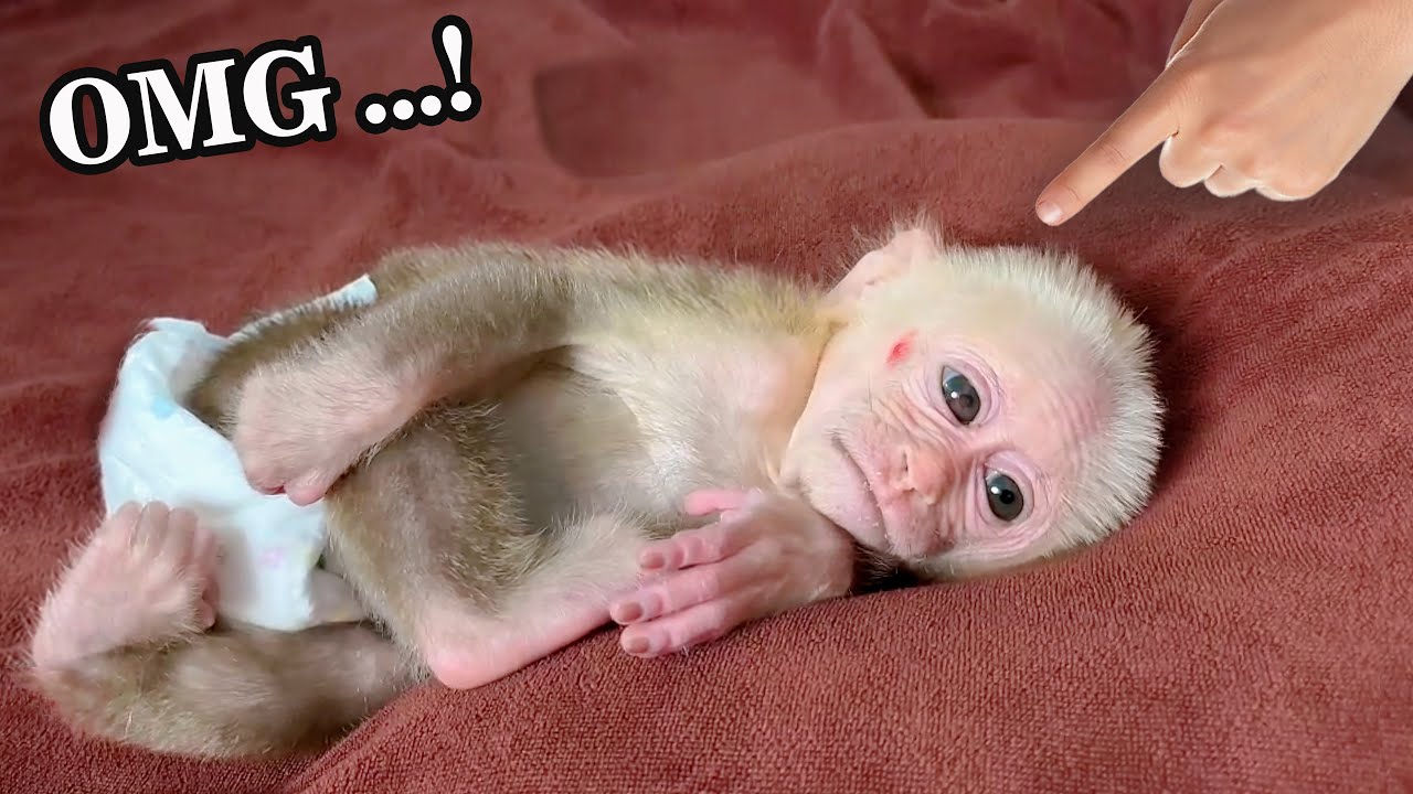 OMG...!What's going on? Little monkey Bibi must be very itchy and uncomfortable.