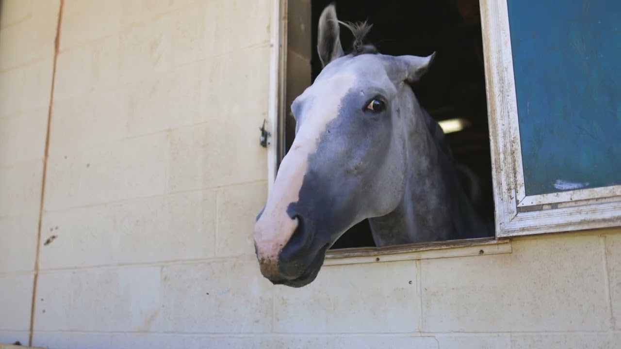 Behind the Scenes with Thoroughbred Trainer, Keith Bilbrey