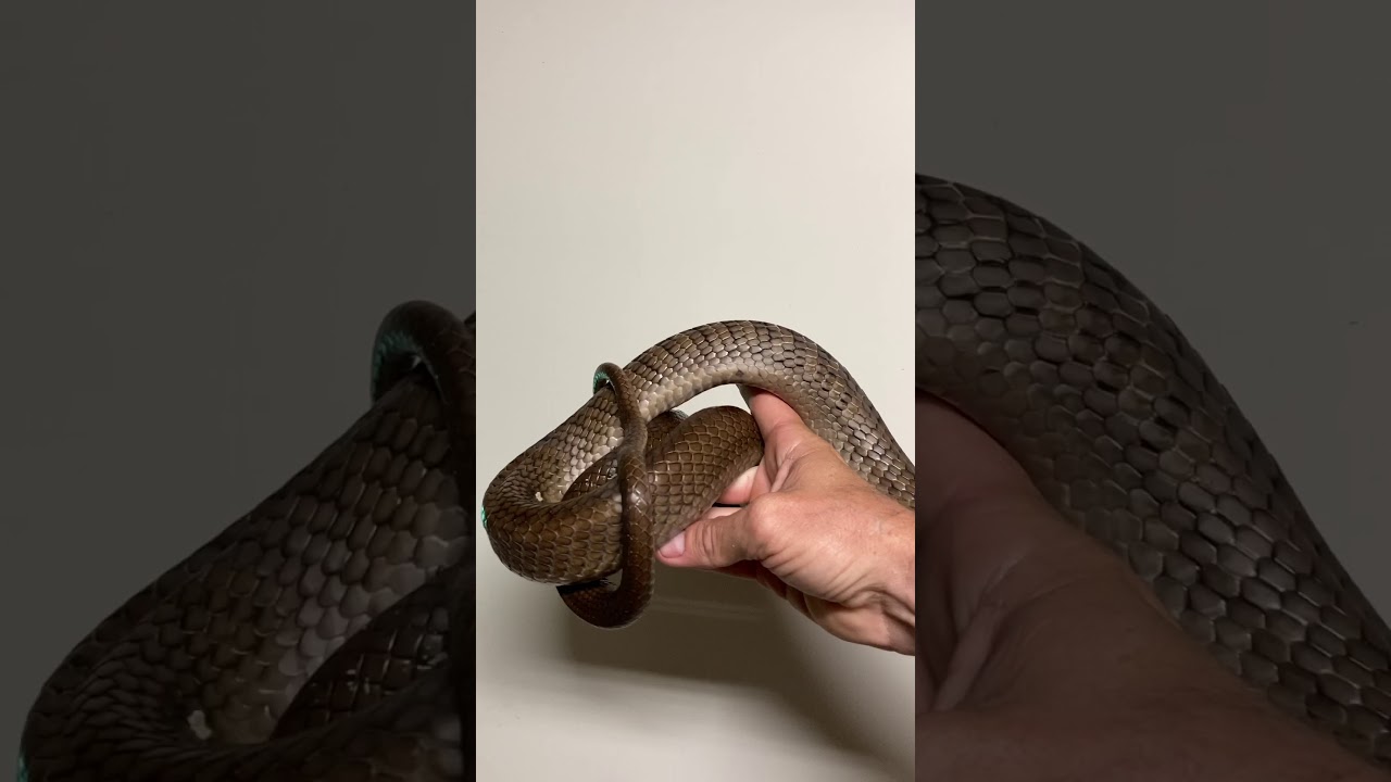 My black tail cribos (drymarchon melanurus)