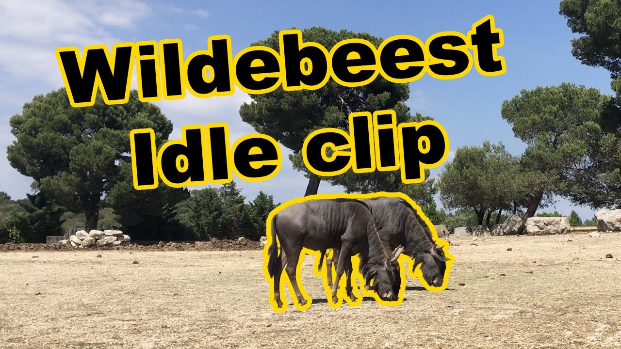 wildebeest idle clip animation reference
