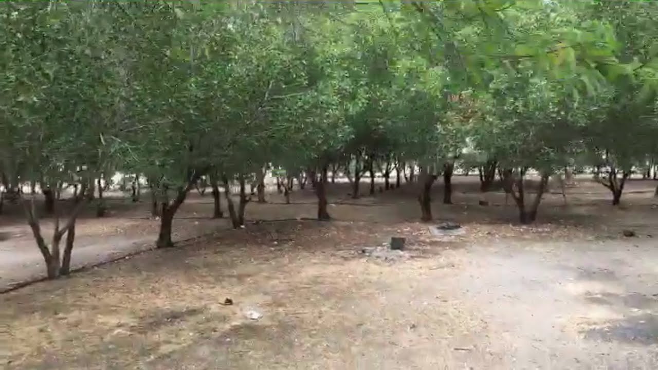 منتزه الاحساء الوطني | سناب الاحساء