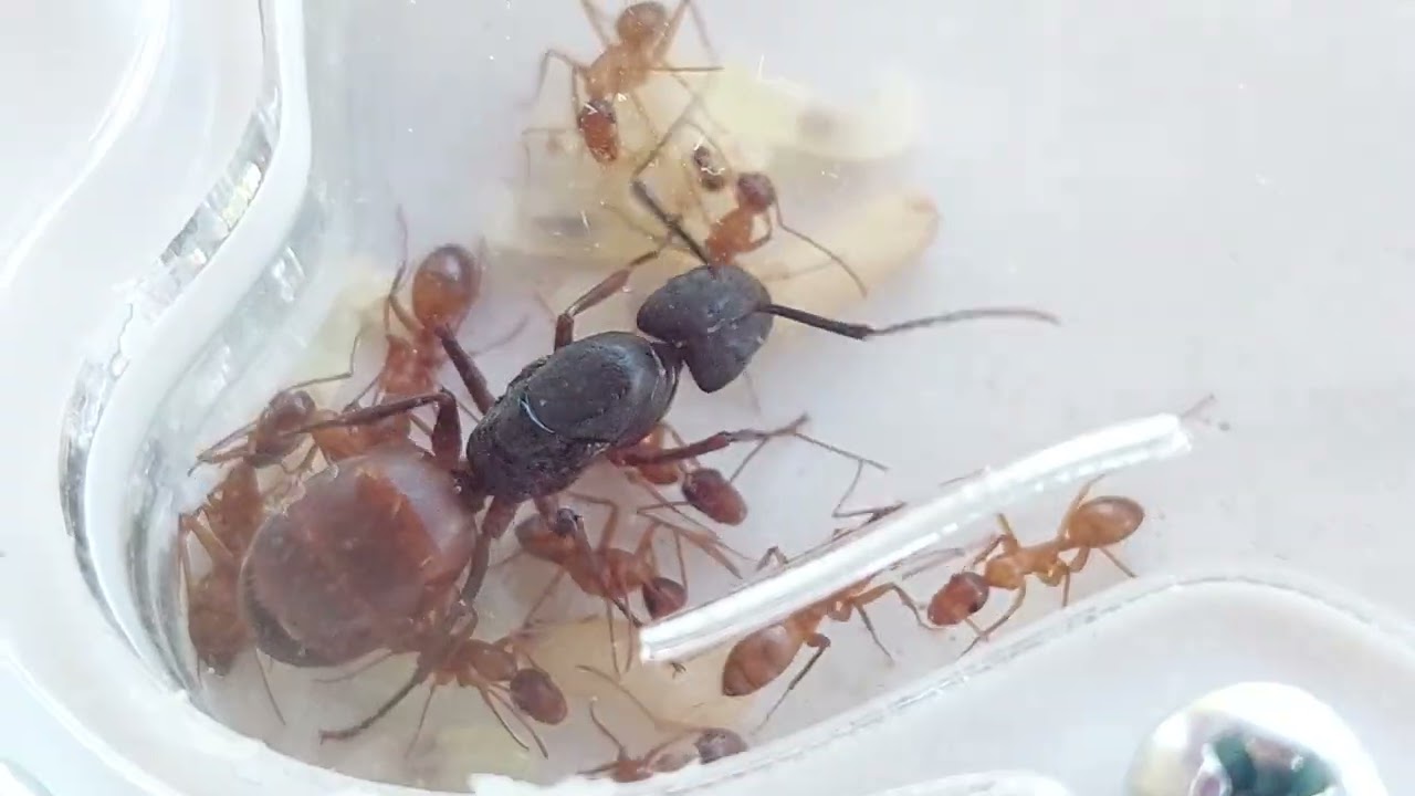 Camponotus CA02 (California,USA) 10.08.2023