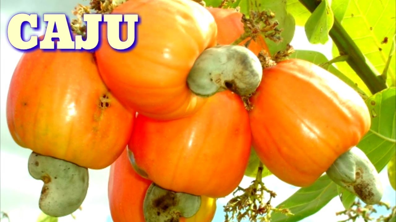 Caju, como plantar caju pela semente
