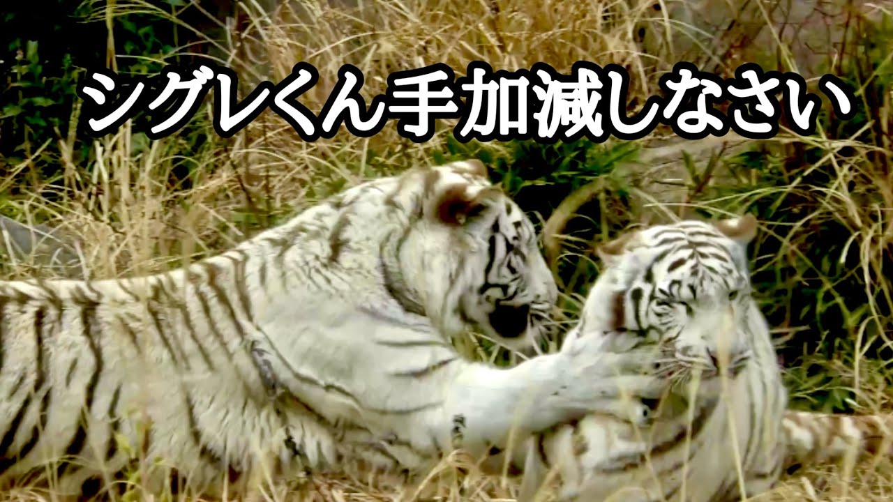 遊びまわるツキとシグレ　のんびりしているシロップ【伊豆アニマルキングダム】Tsuki Shigure Syrup Izu Animal Kingdom 