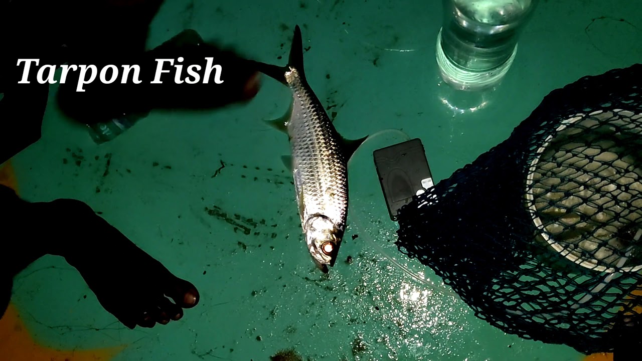 Night Fishing 🎣🎣Parithapagal 😂😂 | Chennai Fishing #ITMeenavan | Live prawns catch