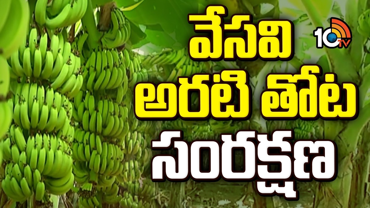 వేసవి అరటి తోట సంరక్షణ | Banana Cultivation | Agriculture | Matti Manishi | 10TV News