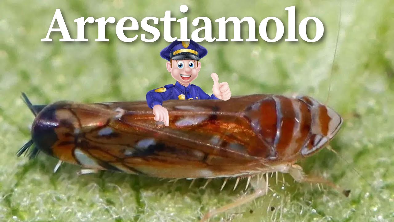 Scaphoideus Titanus | Biologia e monitoraggio per il suo controllo