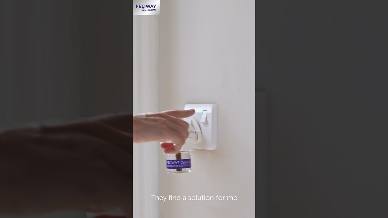 Discover the relaxing pheromones of FELIWAY. Cat Fighting? Cat Peeing? #shorts #cat #feliway
