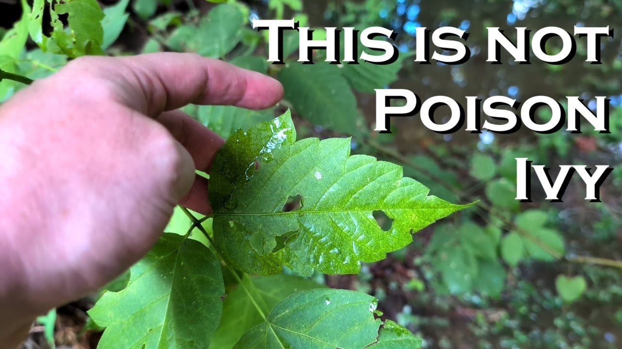 Plants That Look Like Poison Ivy, But Aren't: Box Elder