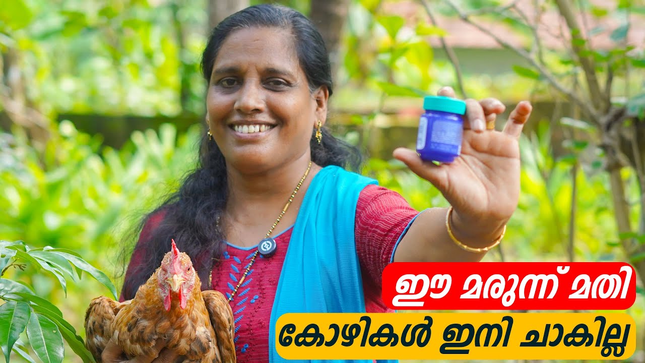 ഈ മരുന്ന് മതി കോഴികൾ ഇനി ചാകില്ല | Kozhi Valarthal Chicken | Farming Malayalam | Mini's Lifestyle
