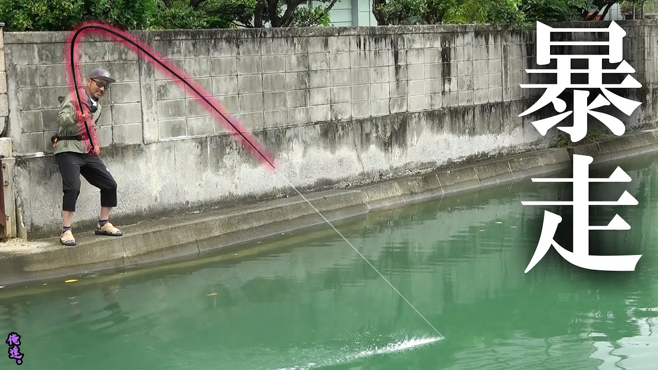 のべ竿で暴れるサメを止められるのか？