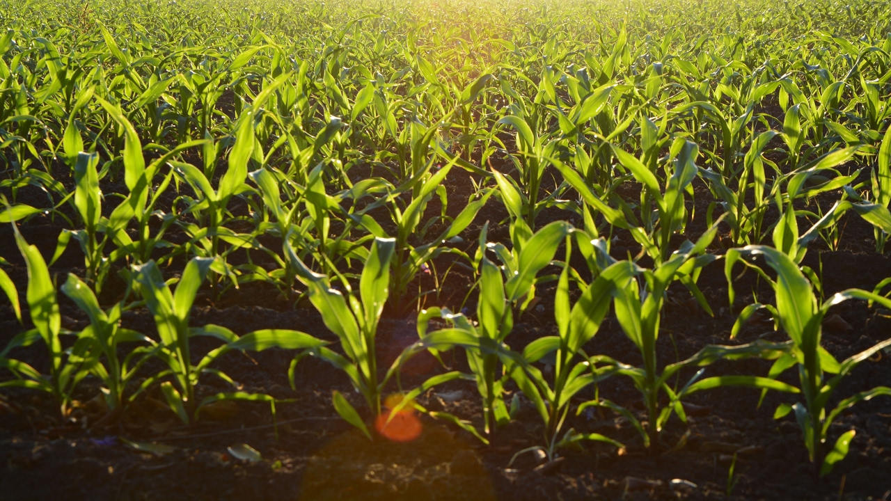 Hearing on Proposed ABAWD Rule and its Impact on Hunger and Hardship